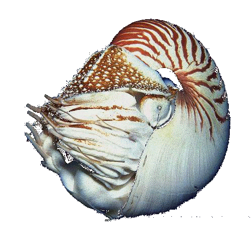 nautil